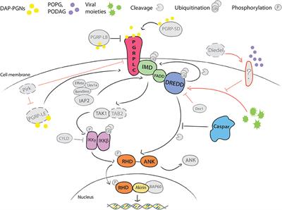 NF-κB-Like Signaling Pathway REL2 in Immune Defenses of the Malaria Vector Anopheles gambiae